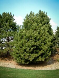 Сосна Чёрная (Pinus Nigra) купить по цене от 270.00р. в интернет-магазине «Посадика» с доставкой почтой в в Каменск-Шахтинскийе и по всей России – [изображение №1].