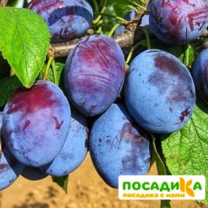 Слива Чачакская ранняя купить по цене от 229.00р. в интернет-магазине «Посадика» с доставкой почтой в в Каменск-Шахтинскийе и по всей России – [изображение №1].