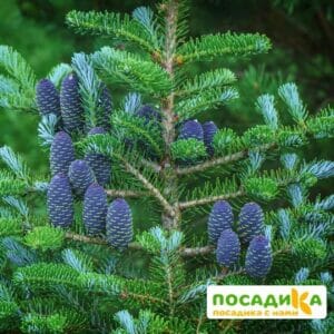 Пихта корейская (Abies koreana) купить по цене от 450.00р. в интернет-магазине «Посадика» с доставкой почтой в в Каменск-Шахтинскийе и по всей России – [изображение №1].