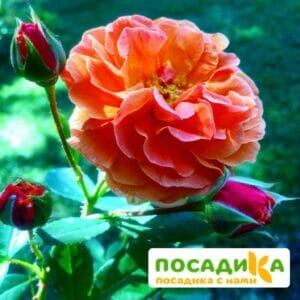 Роза Арабия купить по цене от 350.00р. в интернет-магазине «Посадика» с доставкой почтой в в Каменск-Шахтинскийе и по всей России – [изображение №1].