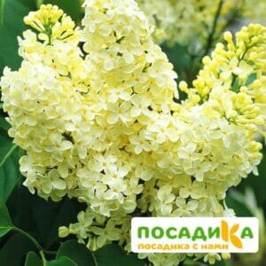 Сирень Примроуз (Primrose) купить по цене от 529.00р. в интернет-магазине «Посадика» с доставкой почтой в в Каменск-Шахтинскийе и по всей России – [изображение №1].