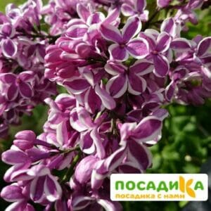 Сирень Сенсация купить по цене от 529.00р. в интернет-магазине «Посадика» с доставкой почтой в в Каменск-Шахтинскийе и по всей России – [изображение №1].