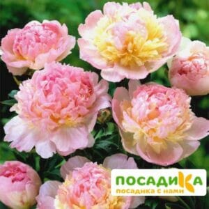 Пион Распберри Сандей (Paeonia Raspberry Sundae) купить по цене от 959р. в интернет-магазине «Посадика» с доставкой почтой в в Каменск-Шахтинскийе и по всей России – [изображение №1].