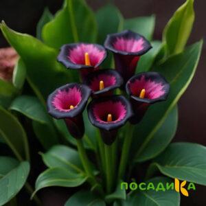 Калла Аура Лейс купить по цене от 400р. в интернет-магазине «Посадика» с доставкой почтой в в Каменск-Шахтинскийе и по всей России – [изображение №1].