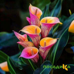 Калла Оникс купить по цене от 450р. в интернет-магазине «Посадика» с доставкой почтой в в Каменск-Шахтинскийе и по всей России – [изображение №1].