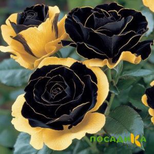 Роза Ханни Сикл купить по цене от 700р. в интернет-магазине «Посадика» с доставкой почтой в в Каменск-Шахтинскийе и по всей России – [изображение №1].