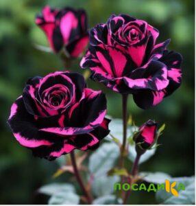 Роза Багровый Шепот купить по цене от 366р. в интернет-магазине «Посадика» с доставкой почтой в в Каменск-Шахтинскийе и по всей России – [изображение №1].