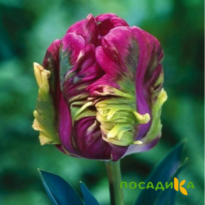 Тюльпан Экзотик Хэвен купить по цене от 186р. в интернет-магазине «Посадика» с доставкой почтой в в Каменск-Шахтинскийе и по всей России – [изображение №1].
