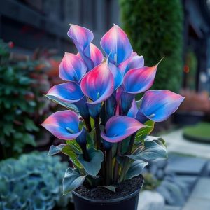 Калла Импрессия купить по цене от 590р. в интернет-магазине «Посадика» с доставкой почтой в в Каменск-Шахтинскийе и по всей России – [изображение №1].