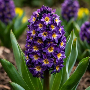 Гиацинт Вельвет Колор купить по цене от 2099р. в интернет-магазине «Посадика» с доставкой почтой в в Каменск-Шахтинскийе и по всей России – [изображение №1].