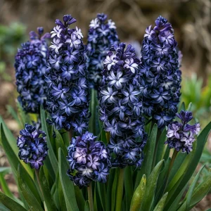 Гиацинт Блум Клауд купить по цене от 2099р. в интернет-магазине «Посадика» с доставкой почтой в в Каменск-Шахтинскийе и по всей России – [изображение №1].