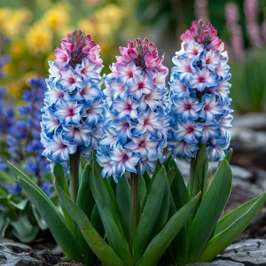 Гиацинт Пинк Мари купить по цене от 2099р. в интернет-магазине «Посадика» с доставкой почтой в в Каменск-Шахтинскийе и по всей России – [изображение №1].