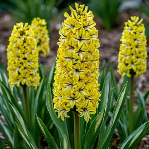 Гиацинт Сансет Голд купить по цене от 2099р. в интернет-магазине «Посадика» с доставкой почтой в в Каменск-Шахтинскийе и по всей России – [изображение №1].