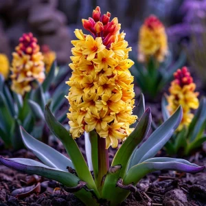 Гиацинт Миднайт Мистери купить по цене от 2099р. в интернет-магазине «Посадика» с доставкой почтой в в Каменск-Шахтинскийе и по всей России – [изображение №1].