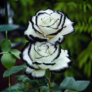 Роза Силк Ивин купить по цене от 319р. в интернет-магазине «Посадика» с доставкой почтой в в Каменск-Шахтинскийе и по всей России – [изображение №1].